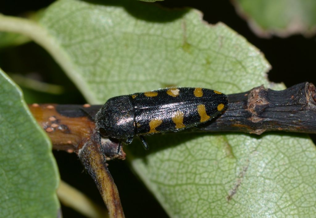 Buprestidae forse Ptosima ?  S,  Ptosima undecimmaculata